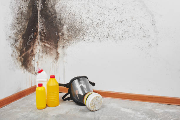 Professional Mold Removal in Monticello, GA