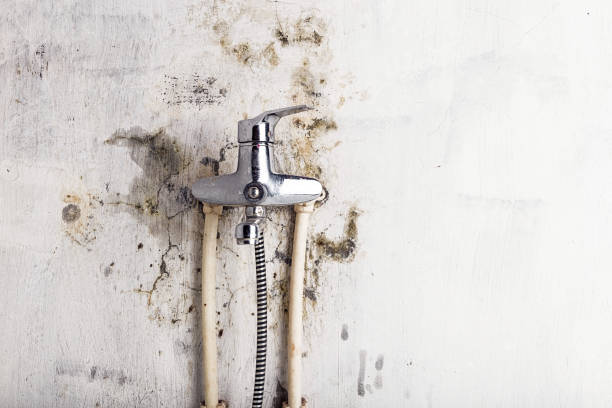 Best Toxic Mold Removal  in Monticello, GA