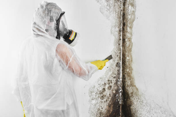 Best Black Mold Removal  in Monticello, GA