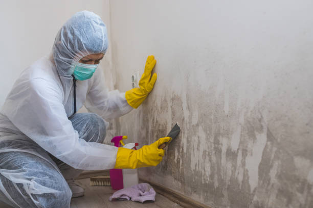 Office Mold Removal Services in Monticello, GA