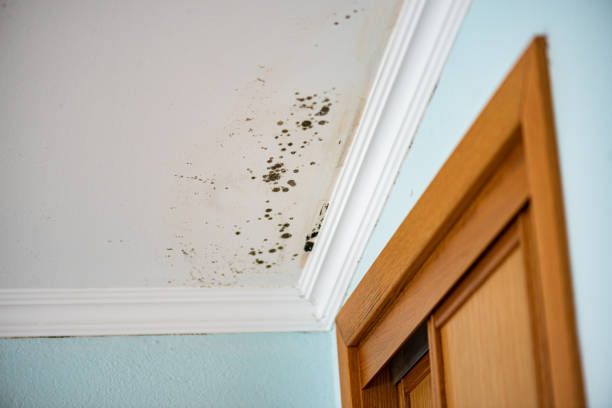 Monticello, GA Mold Removal Company