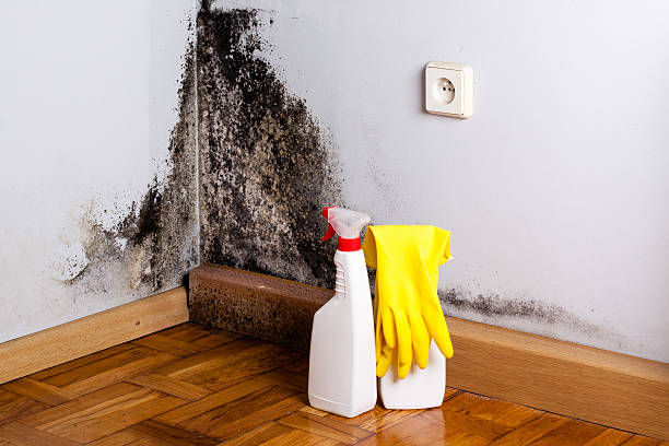 Best Certified Mold Removal  in Monticello, GA