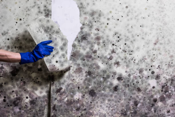 Attic Mold Removal in Monticello, GA